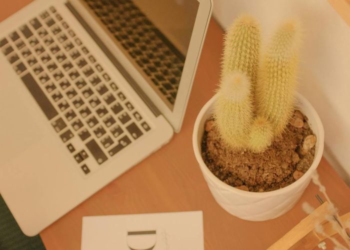 Minimalist workspace with natural light and plants